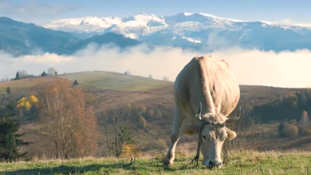 Mezőgazdasági Tehén Legeltetés Alpesi Legelőn Réten Nyári Hegyekben — Stock videók
