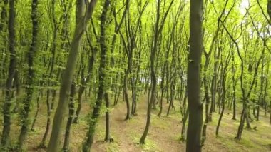 Yoğun yeşil yaz ormanı. Uzun ağaçlar ve sabah güneşi var..