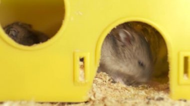 Küçük gri keş hamster fareleri sarı kafeste..