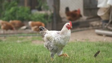 Evcil tavuk yeşil çimlerde yürüyor kırsal eko çiftliğiyle besleniyor.