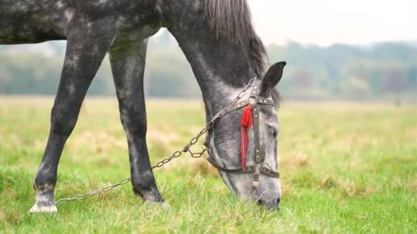 Krásný Šedý Kůň Pasoucí Letním Poli Zelená Pastvina Krmivem Pro — Stock video