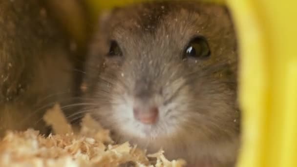 Pequenos Ratos Hamster Jungar Cinza Gaiola Amarela — Vídeo de Stock