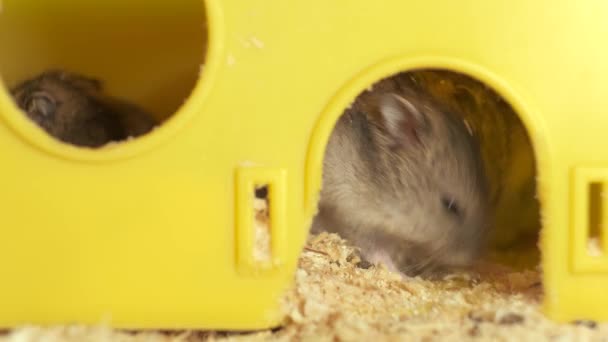 Small Gray Jungar Hamster Rats Yellow Home Cage — Stock Video