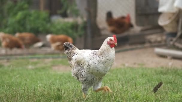 Házi Csirke Zöld Füvön Sétálva Vidéki Ökotelepen Etetve — Stock videók