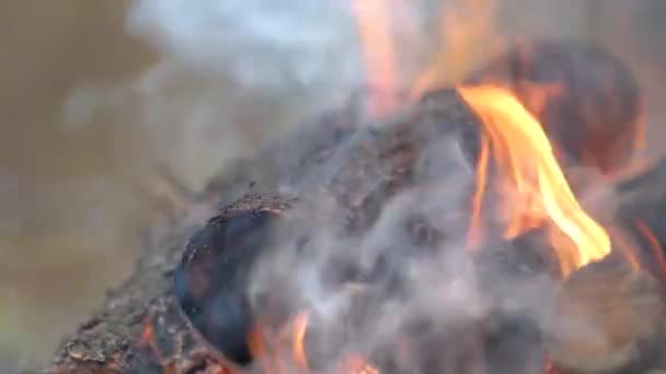 火の黄色の熱い炎と明るい木材のログを燃焼の閉じる — ストック動画