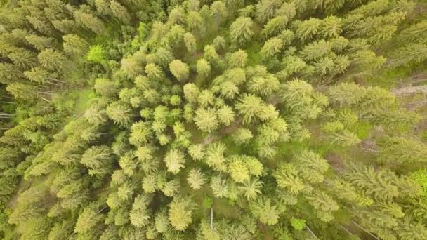 Luftaufnahme Des Grünen Kiefernwaldes Mit Kronen Von Fichten Den Sommerbergen — Stockvideo