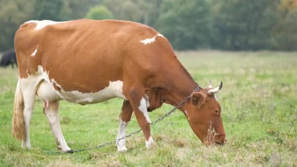 Pâturage Vaches Laitières Brunes Sur Herbe Verte Dans Les Prairies — Video