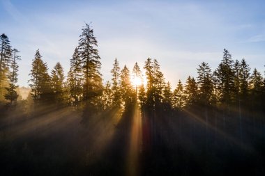 Huysuz ladin ormanlarında koyu yeşil çam ağaçları. Güneşin doğuşu sisli sonbahar dağlarında dalların arasından ışıldıyor..