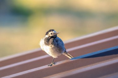 Metal bina çatısına tünemiş küçük bir kuş..
