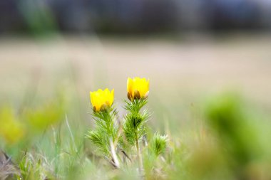 Yeşil bahar tarlasında açan küçük sarı yaban çiçeğini kapat..