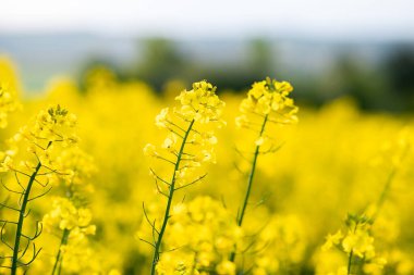 İlkbaharda tarım tarlasında açan sarı kolza tohumu bitkilerinin detaylarını kapat..