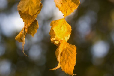 Bitkiye yakın çekim, gün batımında bulanık arkaplanda büyük koyu parlak yapraklı ağaç brunch 'ı. Doğanın güzelliği konsepti.
