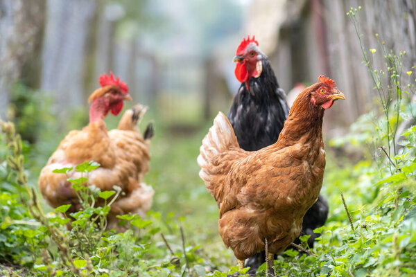 Closeup of domestic chicken feeding on traditional rural barnyard. Hens on barn yard in eco farm. Free range poultry farming concept.