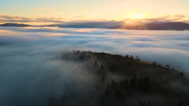 落日时分 空中鸟瞰雾蒙蒙的森林上五彩斑斓的风景 松树复盖山岗 — 图库视频影像