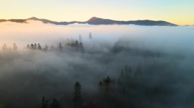 Güneş doğarken dağ tepelerini kaplayan çam ağaçlarıyla dolu sisli ormanın canlı manzarasını izle..