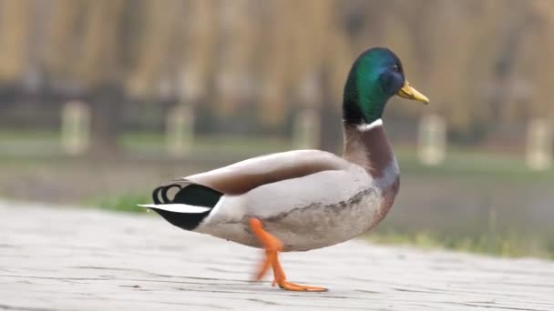 Mannelijke Eend Met Groene Kop Wandelen Zomerpark — Stockvideo