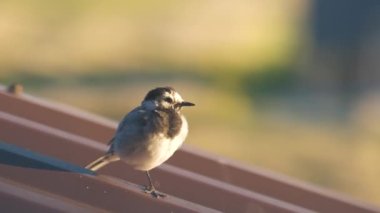 Metal bina çatısına tünemiş küçük bir kuş..