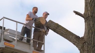 İki servis çalışanı, vinç platformundaki elektrikli testereyle büyük ağaç dallarını kesiyor. Ormanların yok edilmesi ve bahçıvanlık kavramı.