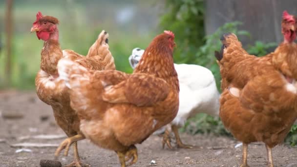 Tyúkok Hagyományos Vidéki Tanyát Esznek Csirke Közelről Pajtában Szabadtartású Baromfitenyésztés — Stock videók