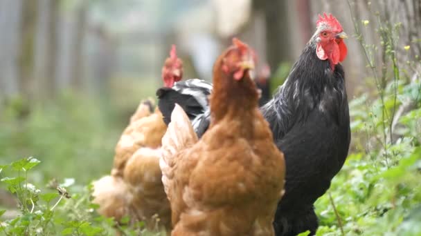 Großaufnahme Von Einheimischen Hühnern Die Sich Auf Einem Traditionellen Bauernhof — Stockvideo