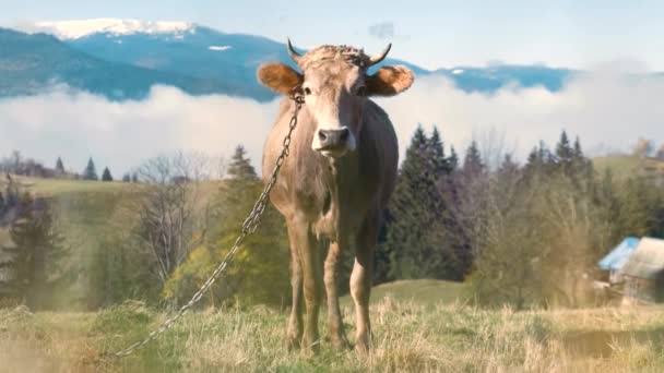 Farmářská Kráva Pasoucí Vysokohorské Louce Letních Horách — Stock video