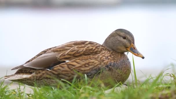 Wild Duck Eating Green Grass Summer Park — Stock Video