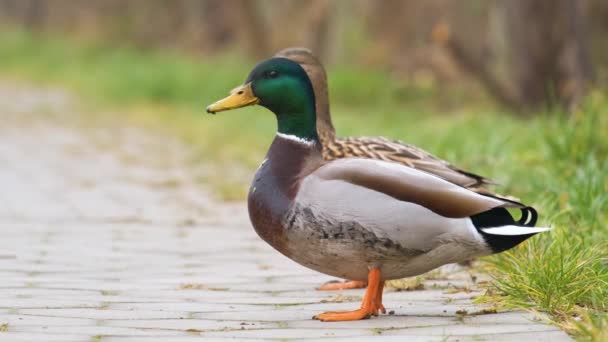 Dos Patos Salvajes Caminando Parque Verano — Vídeos de Stock