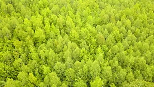 Letecký Pohled Zelený Les Baldachýny Letních Stromů Kymácejících Větru — Stock video