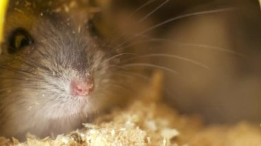 Küçük gri keş hamster fareleri sarı kafeste..