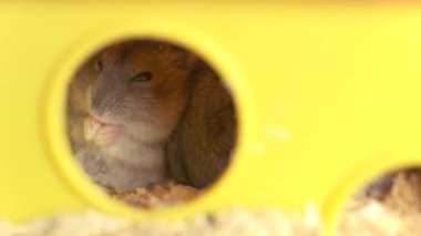 Küçük gri keş hamster fareleri sarı kafeste..