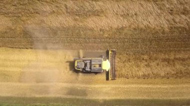Buğday tarlasını hasat eden hasatçının hava görüntüsü.
