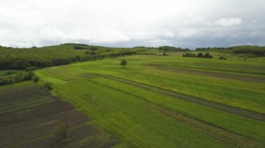 Yazın yeşil alanda yalnız bir ağacın havadan görünüşü..