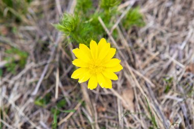 Yeşil bahar tarlasında açan küçük sarı yaban çiçeğini kapat..