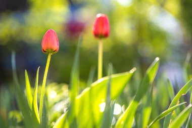 Bahar bahçesinde büyüyen parlak kırmızı lale çiçeği.