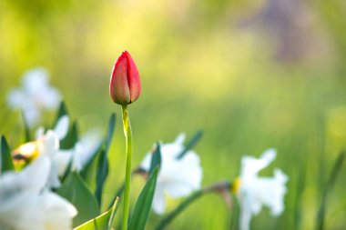 Bahar bahçesinde büyüyen parlak kırmızı lale çiçeği.