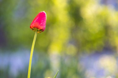 Bahar bahçesinde büyüyen parlak kırmızı lale çiçeği.