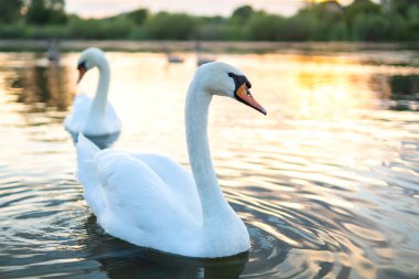Yazın göl suyunda yüzen beyaz güzel kuğular..