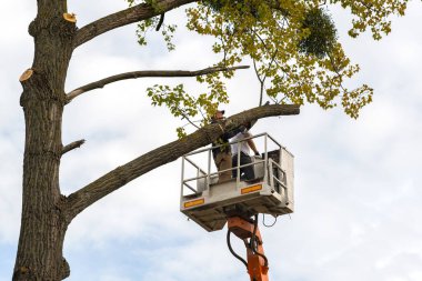 İki servis çalışanı, vinç platformundaki elektrikli testereyle büyük ağaç dallarını kesiyor. Ormanların yok edilmesi ve bahçıvanlık kavramı.