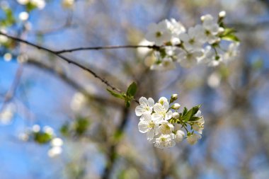 Taze beyaz çiçekleri, baharın başında bulanık mavi gökyüzü arkaplanı olan bir ağaç dalına yakın tut..