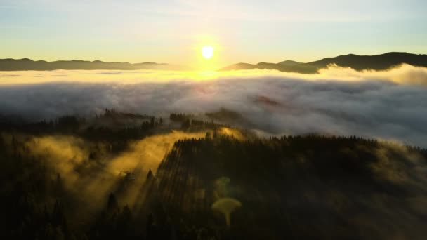 云雾笼罩的秋天 云杉林中的深绿色松树 枝头闪烁着日出的光芒 空中尽收眼底 — 图库视频影像