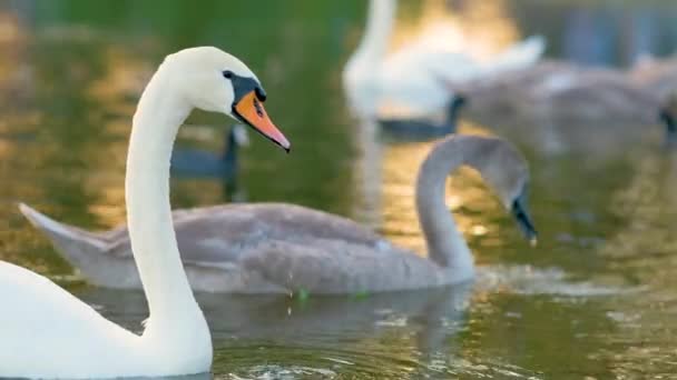 Білі Сірі Лебеді Плавають Озерній Воді Влітку — стокове відео