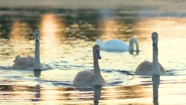 Білі Сірі Лебеді Мирно Плавають Озерній Воді Влітку — стокове відео