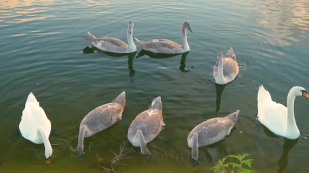 Yazın Göl Suyuyla Beslenen Beyaz Gri Kuğular — Stok video