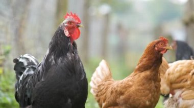 Geleneksel çiftlik çiftliğinde beslenen evcil tavuklara yakın çekim. Eko çiftliğindeki ahır avlusunda tavuklar. Serbest tarım kümes hayvanları konsepti.
