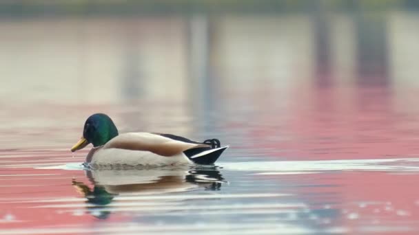 Wildente Schwimmt Klaren Seewasser Sommerpark — Stockvideo