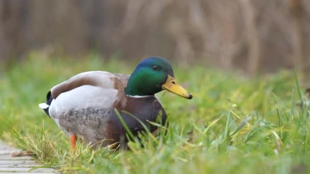 夏の公園で緑の草を食べる野生のアヒル — ストック動画