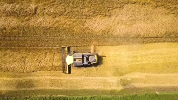 Повітряний Вид Комбайн Збирає Велике Стигле Пшеничне Поле Сільське Господарство — стокове відео
