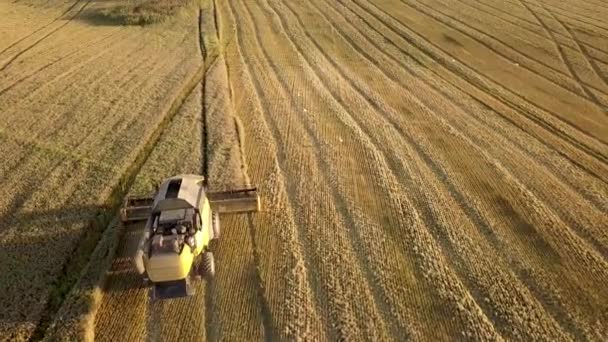 大きな黄金の熟したコムギ畑を収穫する収穫者を組み合わせるの空中ビュー ドローンから見た農業 — ストック動画