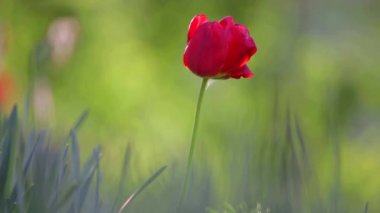 Bulanık yaz arka planında rüzgarda hareket eden kırmızı lale çiçeği..