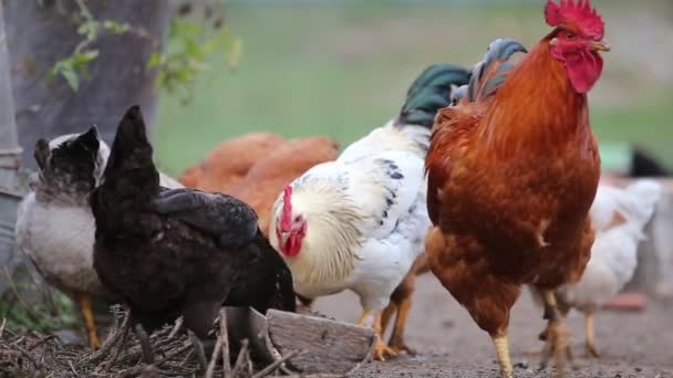 Cicken Eating Farmyard Farm Bigds Hens Feeding — Stock Video